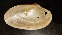 Pyganodon grandis