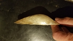 Pyganodon grandis