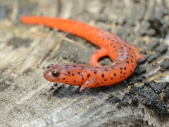 Pseudotriton montanus montanus