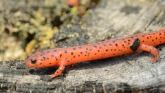 Pseudotriton montanus montanus