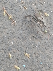 Acanthocephala alata