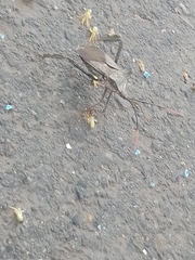 Acanthocephala alata