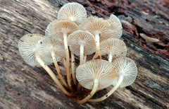 Mycena aprilis