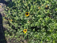 Encelia californica