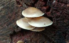 Mycena aprilis