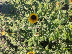 Encelia californica
