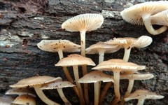 Mycena aprilis
