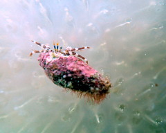 Pagurixus handrecki