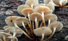 Mycena aprilis