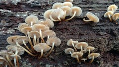 Mycena aprilis