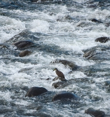Tigrisoma mexicanum