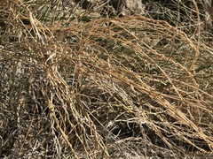 Funastrum hirtellum