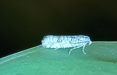Retinia gemistrigulana