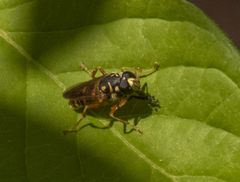 Temnostoma excentrica