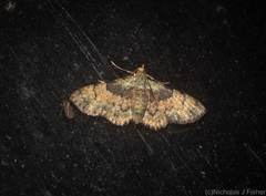 Gymnoscelis derogata