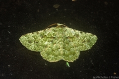 Aeolochroma viridicata