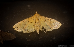 Conogethes punctiferalis