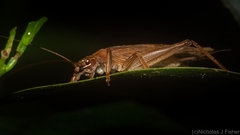 Tamborina australis