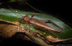 Tamborina australis