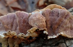 Skeletocutis lilacina