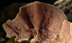 Skeletocutis lilacina