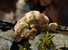 Skeletocutis lilacina