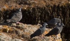 Columba albitorques