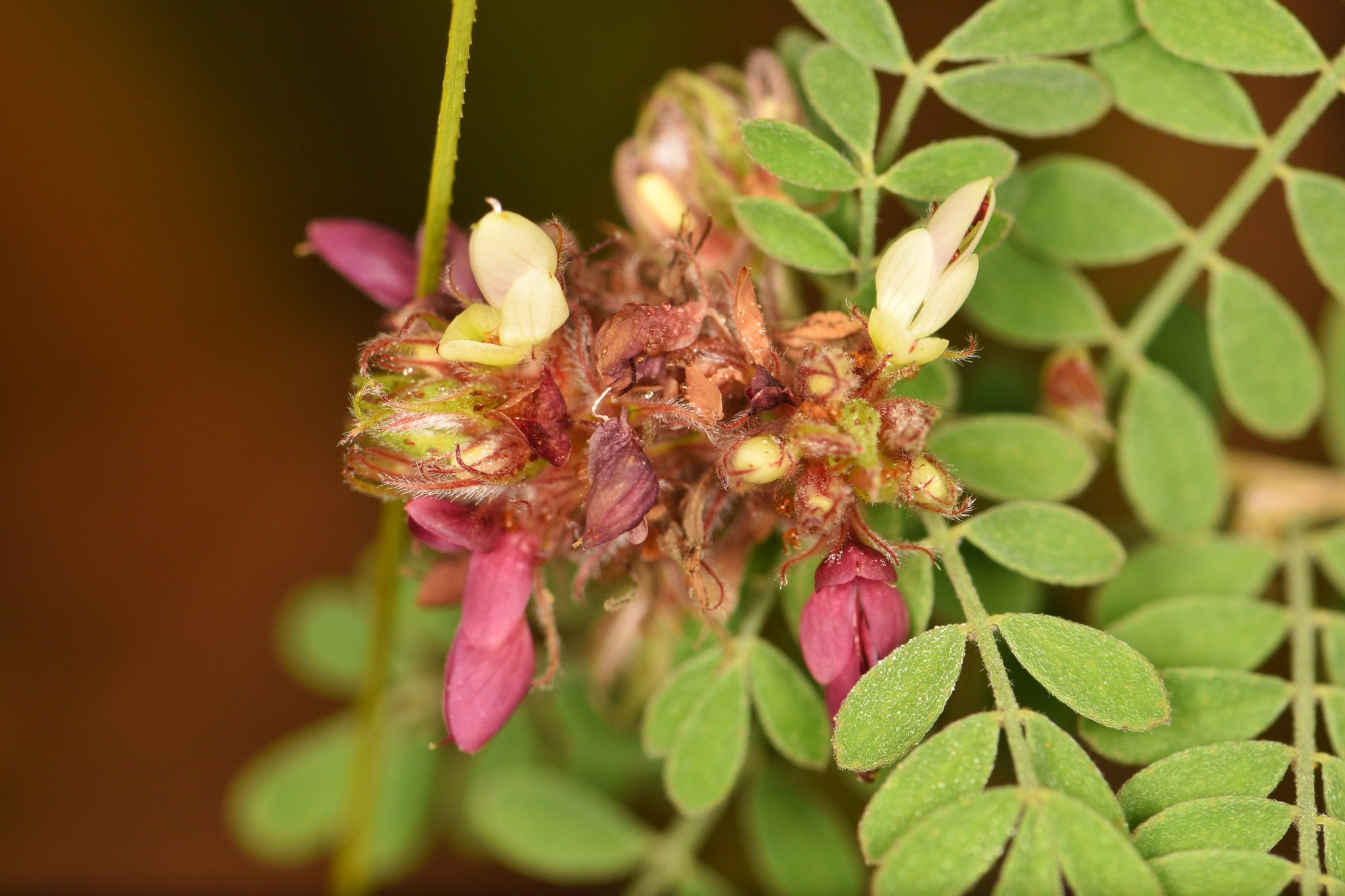 Dalea carthagenensis