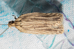 Agonopterix umbellana