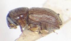 Pycnarthrum hispidum