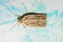 Agonopterix umbellana