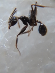 Pheidole latinoda