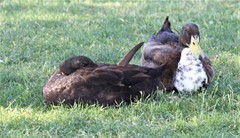 Anas platyrhynchos domesticus