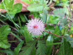 Mimosa pudica