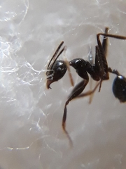 Pheidole latinoda