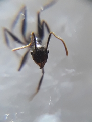 Pheidole latinoda