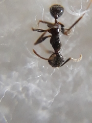 Pheidole latinoda
