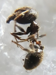 Pheidole latinoda