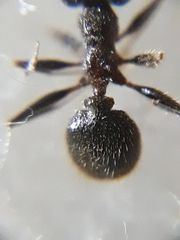 Pheidole latinoda