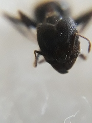 Pheidole latinoda