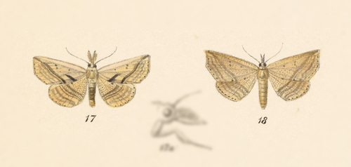 Dialoxa arduine