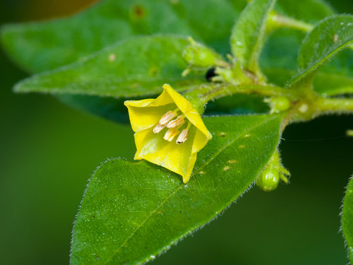 Capsicum rhomboideum (Capsicum rhomboideum)