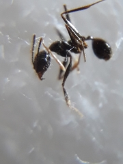 Pheidole latinoda