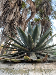 Agave ×