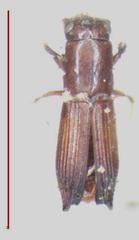 Euplatypus parallelus