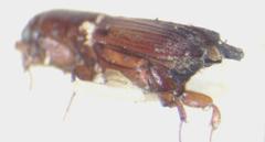 Euplatypus parallelus