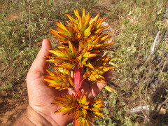 Aechmea aquilega