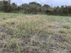 Pseudophryne semimarmorata