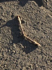 Ovis canadensis nelsoni