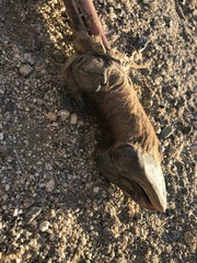 Ovis canadensis nelsoni